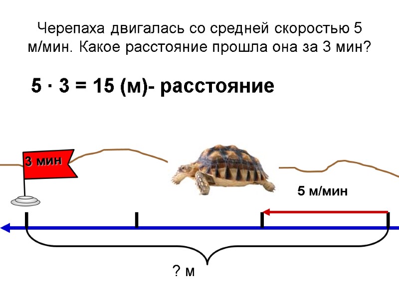 Черепаха двигалась со средней скоростью 5 м/мин. Какое расстояние прошла она за 3 мин?